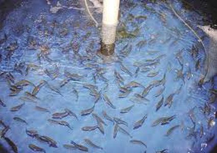 صدمة كهربائية تجبر مئات أسماك الكارب على القفز في الهواء