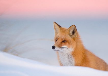 روسيا.."مجاعة الثعالب" تتسبب في موجة غضب عارمة على وسائل التواصل