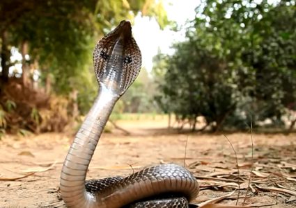 رجل يطلق النار على أفعى كوبرا ويقسمها نصفين