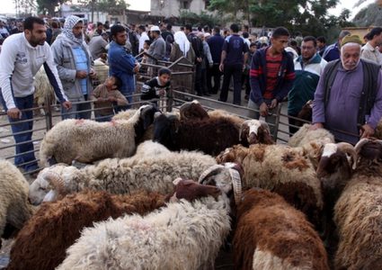 زراعة غزة: من السابق لأوانه الحكم على موسم الأضاحي هذا العام