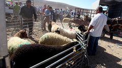 سوق الأضاحي في الضفة يشهد انتكاسة