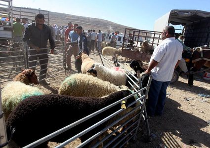 سوق الأضاحي في الضفة يشهد انتكاسة