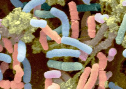 دراسة: ميكروبات الأمعاء تؤثر على تشكيل عضلات الهيكل العظمي
