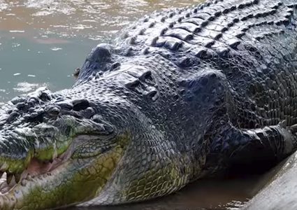 العثور على جسم غريب في بطن تمساح!