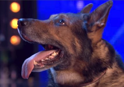 لعقة كلب تتسبب بقطع يدي ورجلي سيدة!