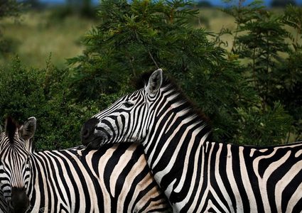 حمار وحشي برأسين