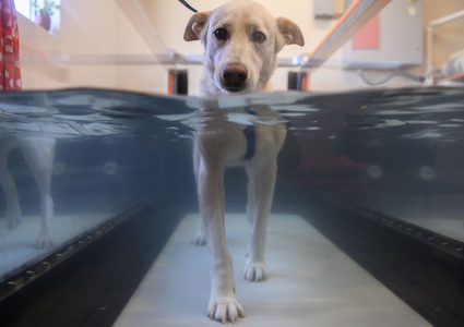 الأميركيون ينفقون 73 مليار دولار على الحيوانات سنويًا