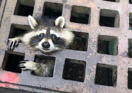 أمريكا.. فرق الإطفاء تنهي معاناة راكون عالق في شباك بالوعة