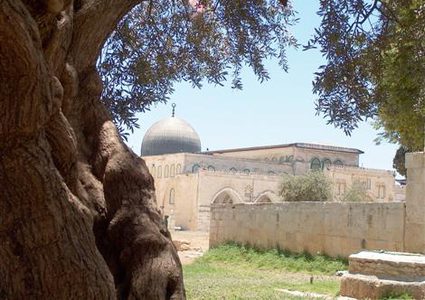 الاحتلال يقتلع عددا من أشجار الزيتون من ساحات الأقصى