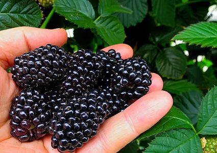 التوت لتوريد الشفايف والبشرة