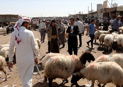 كيف بدت أسعار المواشي في الأسواق العربية عقب عيد الأضحى