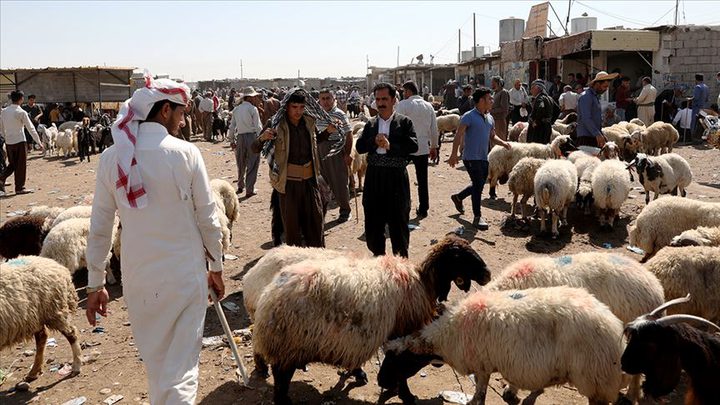 كيف بدت أسعار المواشي في الأسواق العربية عقب عيد الأضحى