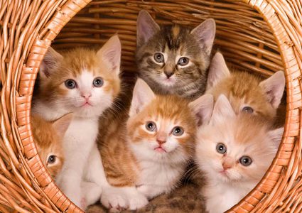 تايوان..قطط تتنبأ بزلزال قبل وقوعه بفترة وجيزة