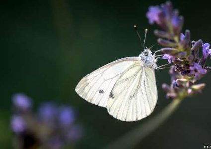 ما هي فوائد "أنزيم الفراشة" لجسم الإنسان ؟