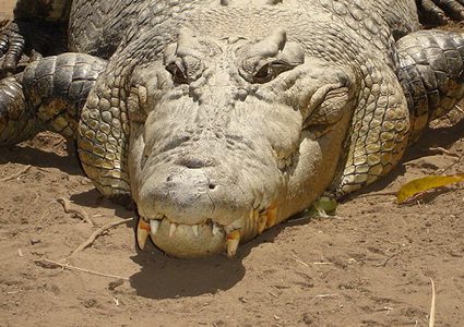 تمساح يفترس أخطر كلب في العالم