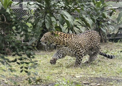 نمر يهاجم سكان قرية