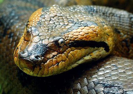 عجوز تسعينية تقتل أفعى عملاقة طولها أكثر من مترين !