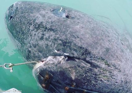 قرش بلغ 500 عام وميكروب يعيش منذ 10 آلاف سنة