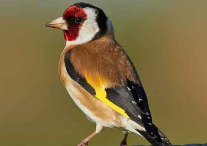 أمريكي يستدعي سيارة "أوبر" لإسعاف طائر حسون صغير !