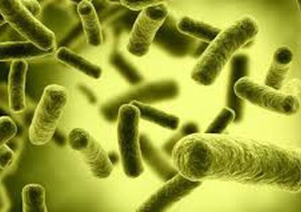 إكتشاف آلية جديدة للتخلص من بكتيريا لاهوائية بالأمعاء