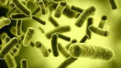 إكتشاف آلية جديدة للتخلص من بكتيريا لاهوائية بالأمعاء