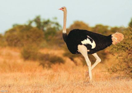 نعامة هاربة تعدو في شوارع مقاطعة يونان الصينية