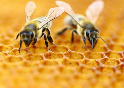 "النوم مع النحل".. طريقة علاج ناجحة لتخفيف الألم في ليتوانيا