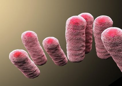 أوبئة قد تنتشر قريبا