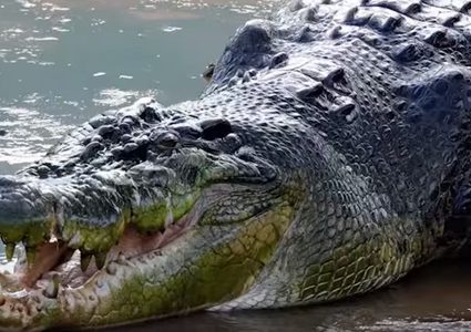 تمساح يتسلل إلى سطح منزل