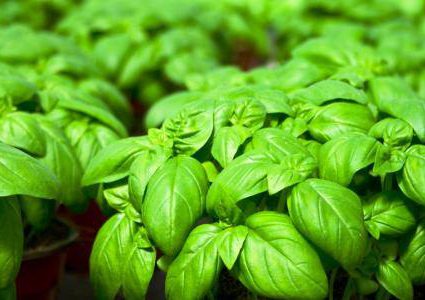 فوائد رائعة لاستخدام أوراق الريحان في الطبخ