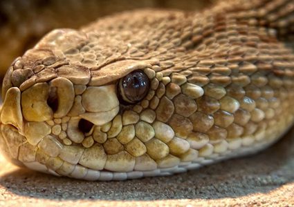 انقاذ ثعبان حاول ابتلاع نفسه