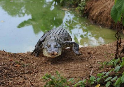 تمساح يخطف صبياً ويلتهمه في الفلبين