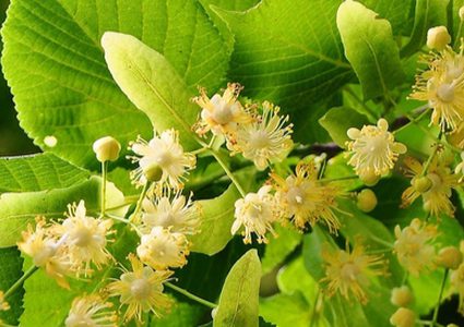 ماذا تعرفون عن الزيزفون؟