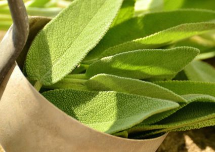 الميرمية الطبيعيّة .. مستخلصات مذهلة