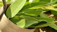 الميرمية الطبيعيّة .. مستخلصات مذهلة