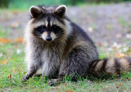 أمريكا.. راكون جائع يعلق في آلة لبيع المأكولات للتلاميذ