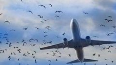 روسيا..طيور تجبر طائرة ركاب على الهبوط اضطراريا في حقل ذرة