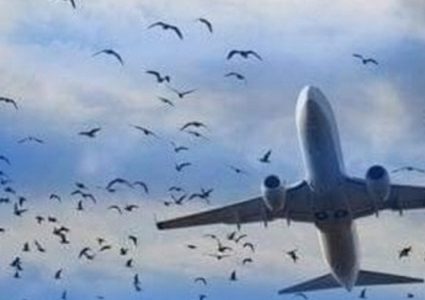 روسيا..طيور تجبر طائرة ركاب على الهبوط اضطراريا في حقل ذرة