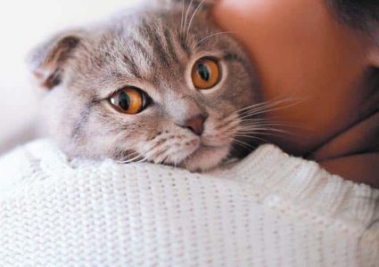 العثور على علاج جديد للتخلص من "حساسية القطط"