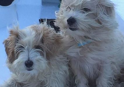 أستراليا.. مسنان ينقذان كلبيهما من هجوم سحلية "الأجوانا"