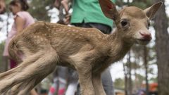 عنزة تُرضع صغير غزال بعد تخلي والدته عنه