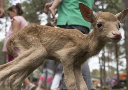 عنزة تُرضع صغير غزال بعد تخلي والدته عنه