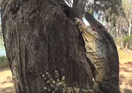 مقتل كلب وإصابة عائلة في هجوم لحيوان زاحف