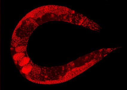 كيف تؤثر الجينات على الميكروبات في الجسم؟