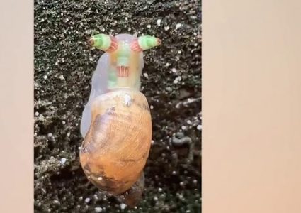 اكتشاف حيوان غريب ونادر