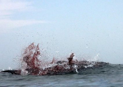 سمكة قرش تحول الماء إلى بركة دم