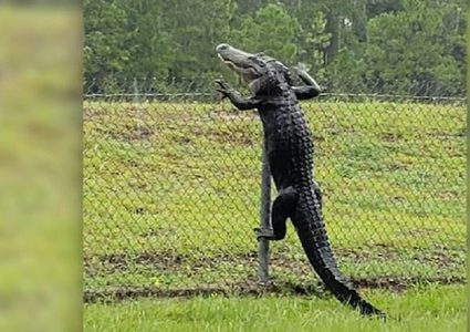 تمساح يتسلق سور ويتسلل لقاعدة عسكرية