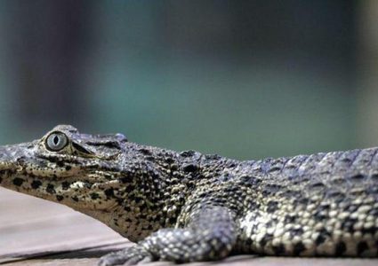 تمساح ينقض على رجل سبعيني في متحف مائي