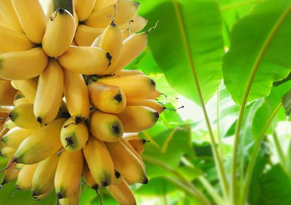 تخيل العالم دون وجود الموز فيه؟