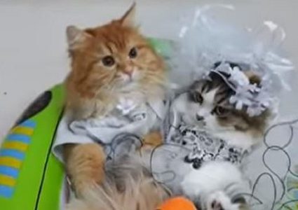 عرس عربي لـ"بسبوس وسالي"يثير الجدل على الانترنت